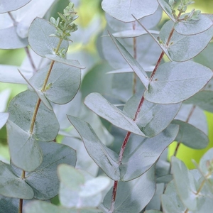 Plant Theory Cider Gum Tree Outdoor Ornamental Eucalyptus Gunnii 7L Pot 1 - 1.5m