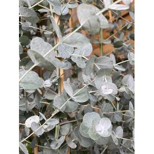 Eucalyptus Gunnii Azura Evergreen Tree, 6ft, 12L Pot by Directplants