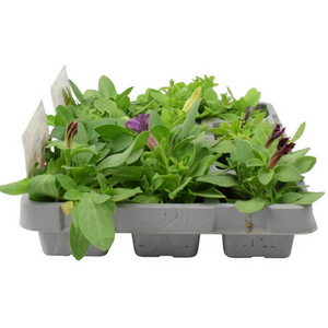 Petunia Mixed 12 Pack - Colourful Bedding Plants for Borders Baskets