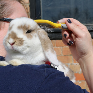 Just 4 Pets Slicker Brush