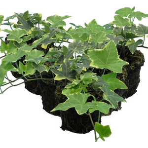 Ivy 'Gold' (Hedera helix), Vibrant Golden Variegated Evergreen, 10.5cm Pots (Pac