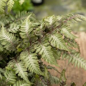 Marshalls Garden Athyrium niponicum 'Niponicum Metallicum'
