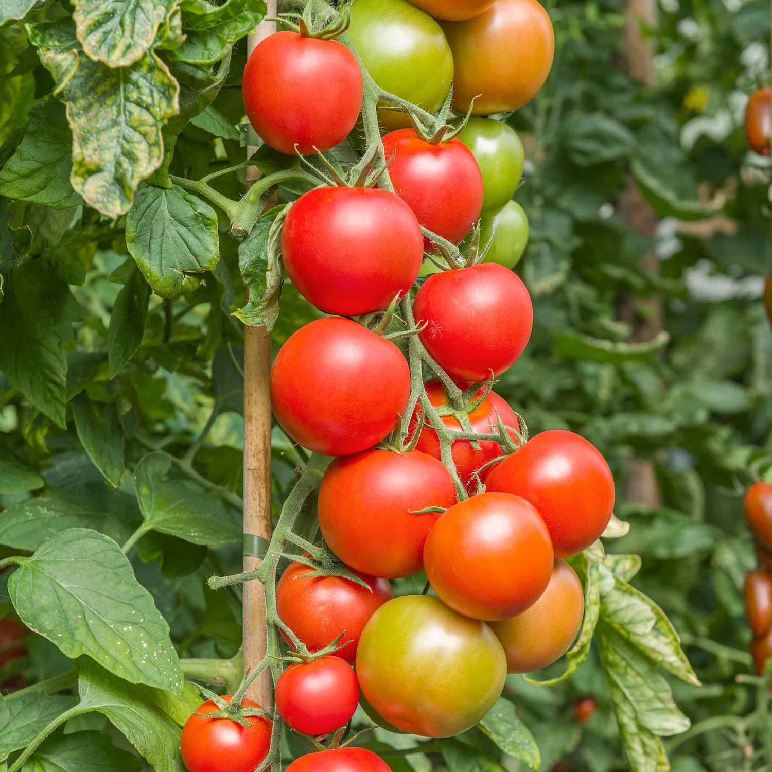 Marshalls Garden Mirch Masala Chilli Seeds - 10 Pack, Medium-Hot Container Variety - Red