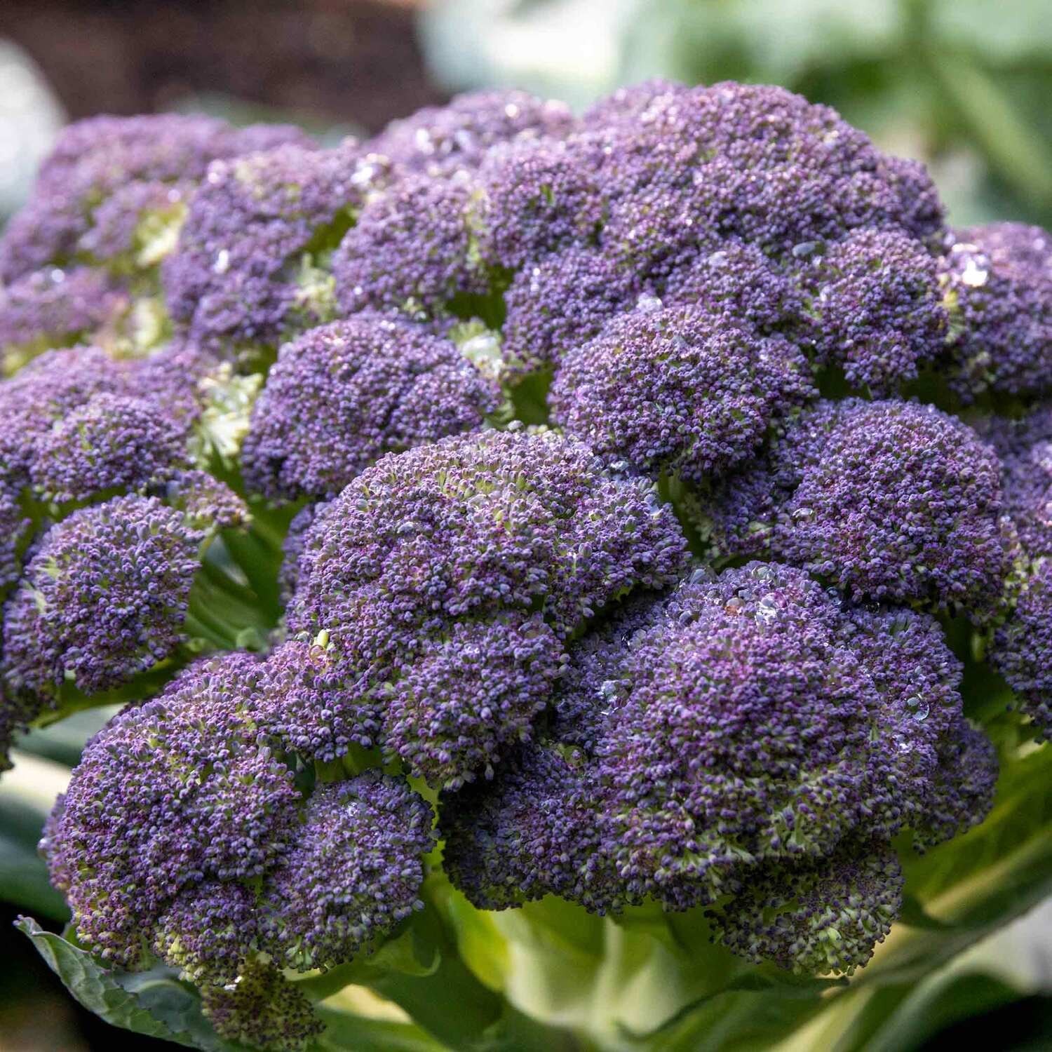 Marshalls Garden Greyhound F1 Cabbage Seeds - Early-maturing Pointed Heads - Pack of 500 - Green