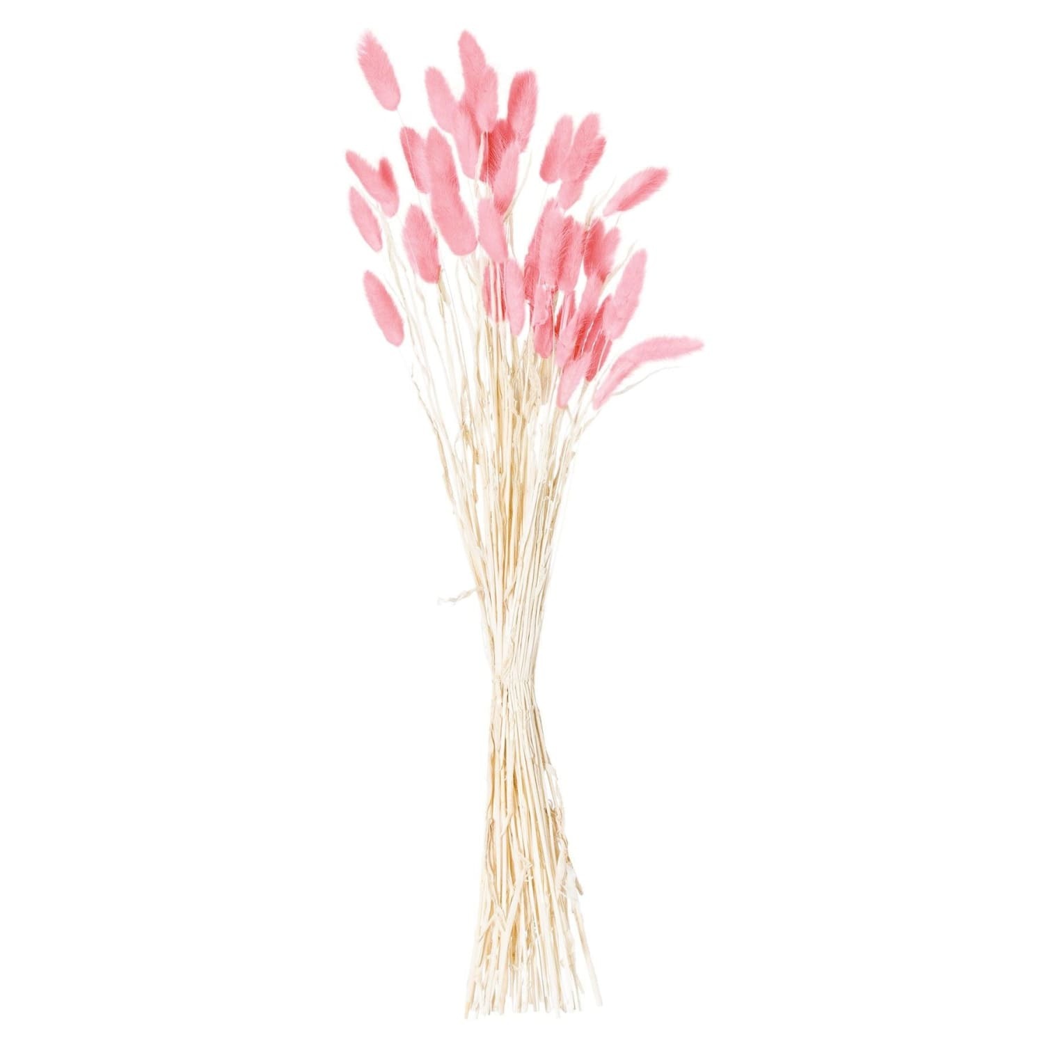 40 Piece Pale Pink Dried Bunny Tail Stems - Pink