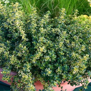 Thyme Lemon Variegated - Thymus citriodorus 'Aureus'