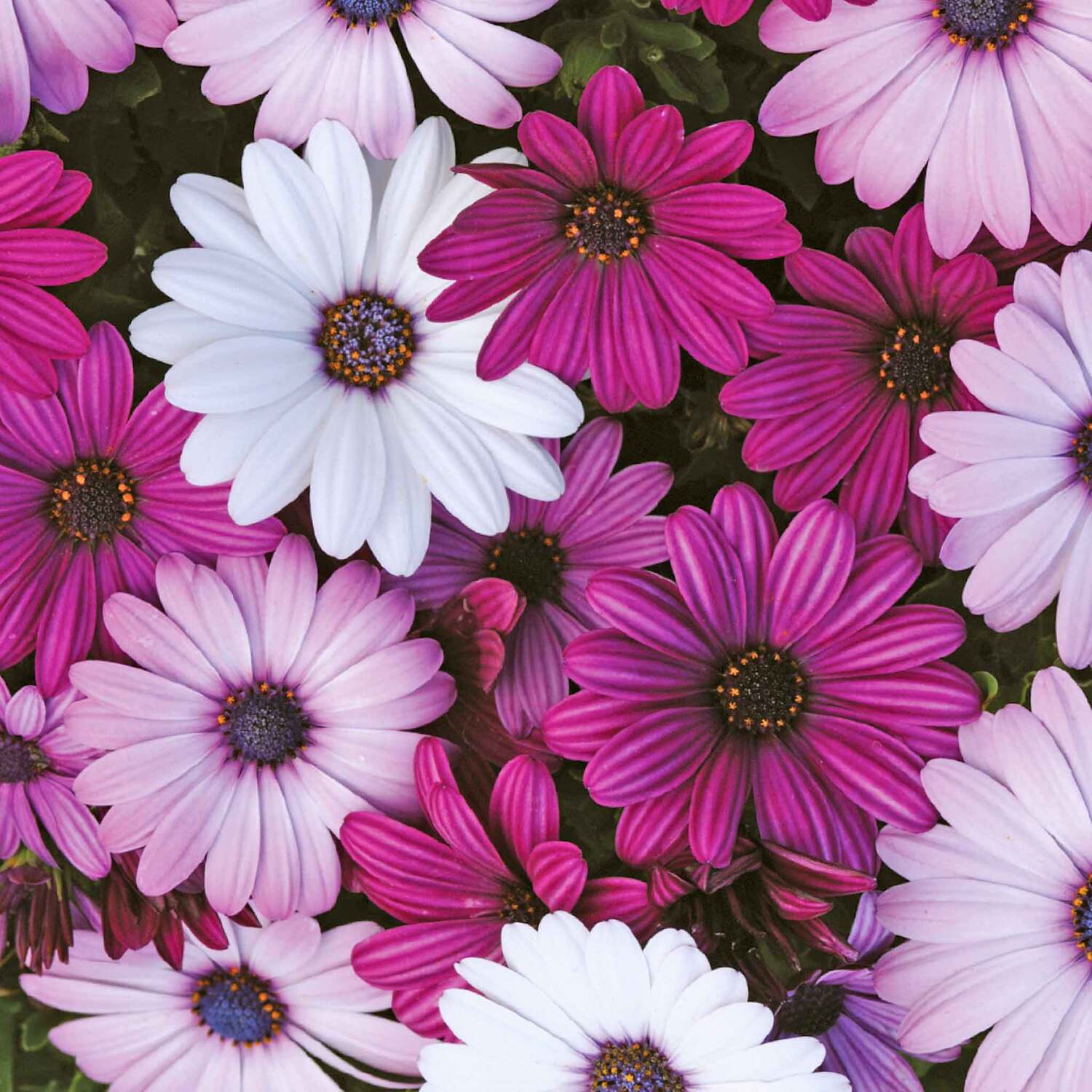 Unwins Osteospermum Seeds 'Akila Mix' - Neutral