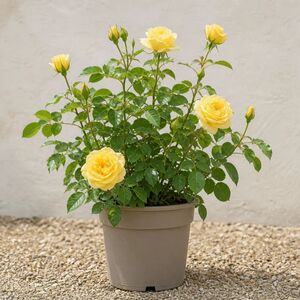 Plants By Post 5L Anniversary Wishes Yellow Rose Bush E