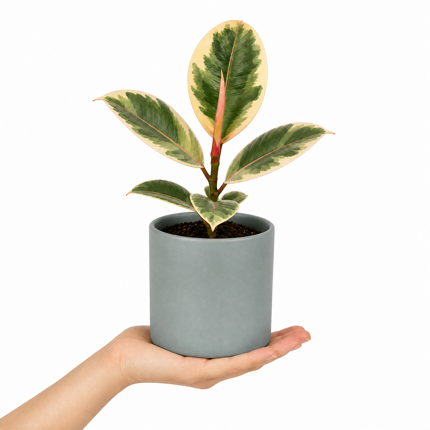 Plants By Post Ficus Tineke Rubber Plant F - Matt Grey