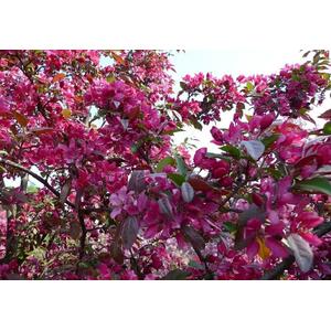 Malus Neville Copeman, 6ft, 12L Pot by Directplants