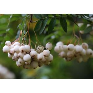 Sorbus White Wax Tree, 6ft, 12L Pot by Directplants