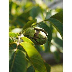 Juglans Regia English Walnut Nut Fruit Tree 4ft Tall in a 7.5 L