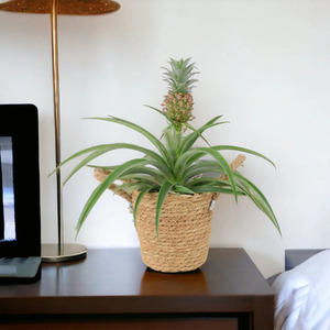 Pineapple Plant Ananas 12cm Pot - Air Purifying Aromatic Indoor Plant
