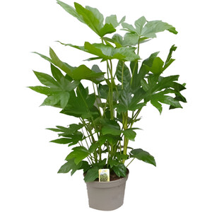 Senetti Plant