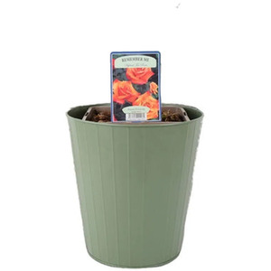 Remember Me Series Roses Remember Me Rose 5.5L Beautiful Copper Orange Hybrid Tea Rose