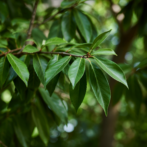 Prunus Rotundifolia Evergreen Cherry Laurel Hedge Plant