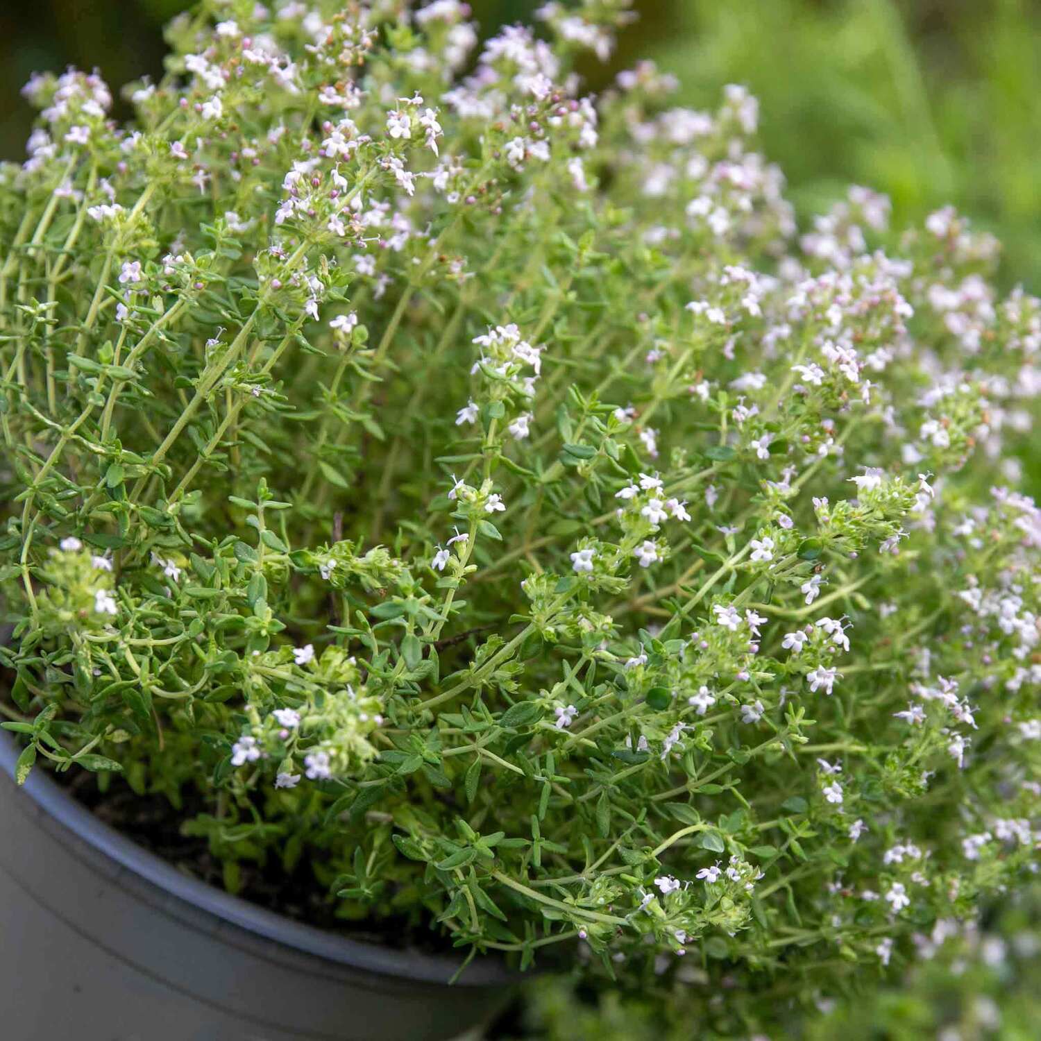 Marshalls Garden Common Thyme (Thymus vulgaris) - Hardy Perennial Groundcover - Green