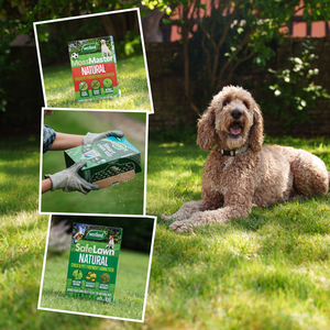 Westland Natural LawnCare Bundle - Moss Master, SafeLawn Feed, Gro-Sure Smart Seed 80sqm