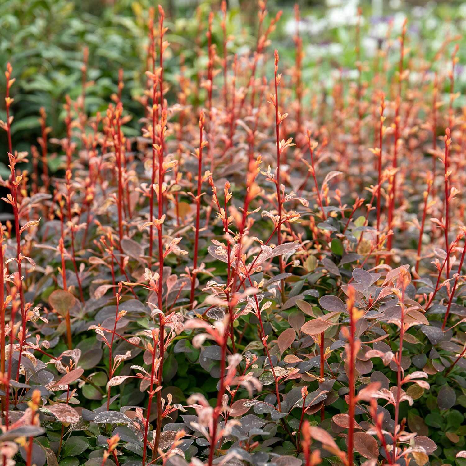Marshalls Garden Berberis Thunbergii 'Pink Bird' - Pink