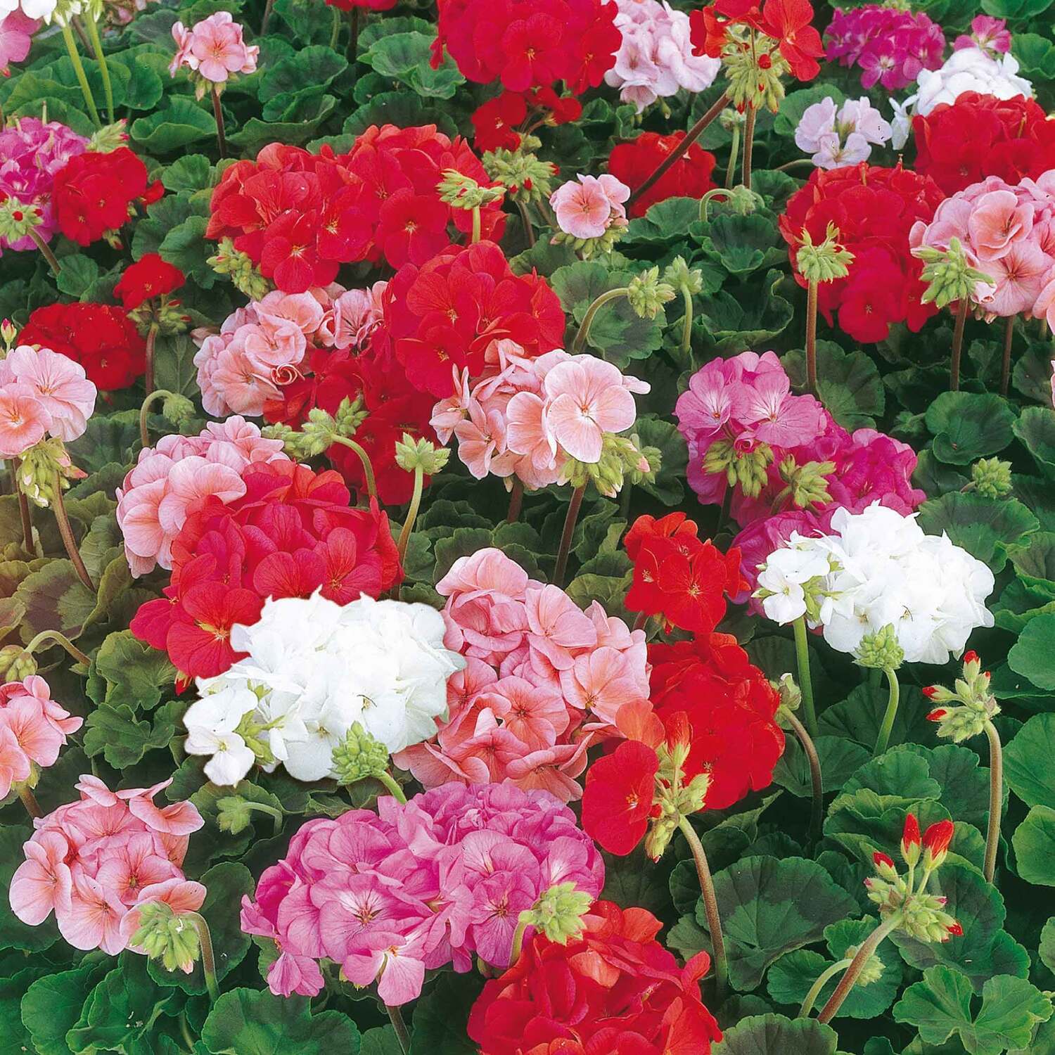 Unwins Geranium Seeds 'Sprite F2' - Neutral