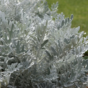 Silver Dust Cineraria Silver Leaf Autumn Bedding Plant 9cm Pot
