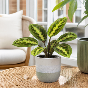 Plants By Post Maranta Lemon Lime Prayer Plant