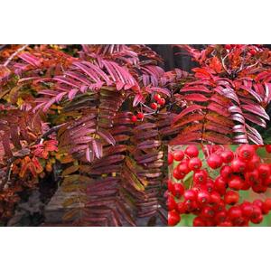 Sorbus Embley Japanese Mountain Ash Tree 5-6ft 7.5L Pot