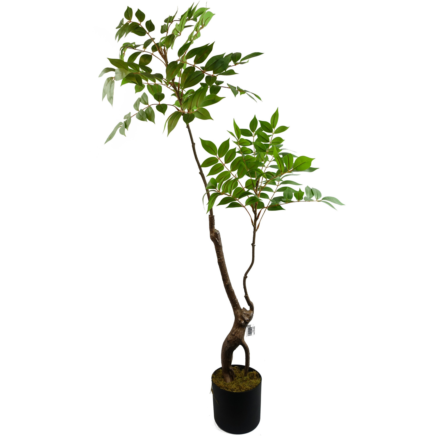 Artificial Toona Sinensis Tree Evergreen - Toona Siensis