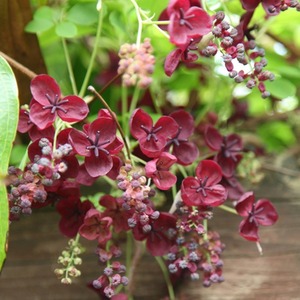 Akebia Quinata Chocolate Vine Purple Flowering Climbing Plant