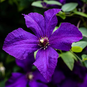 Clematis Polish Spirit Purple Flowering Vine Climbing Plant