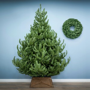 The Mountain Pine Tree