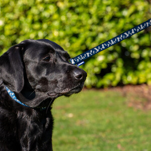 Paw and Bone Reflective Lead