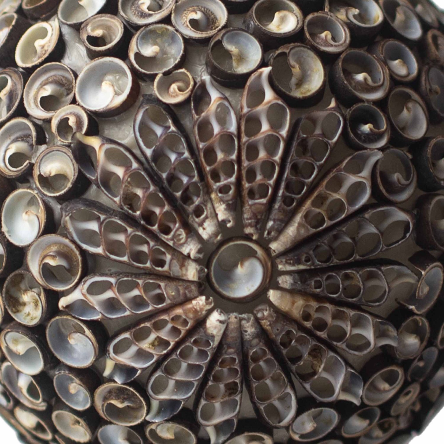 Image of Boho Sea Shell Lamp Chocolate Twist&hellip;