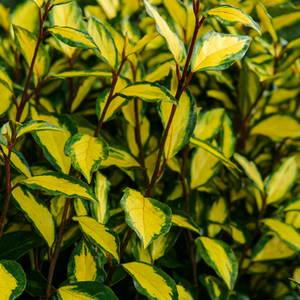 Elaeagnus Ebbingei Maryline Gold Variegated