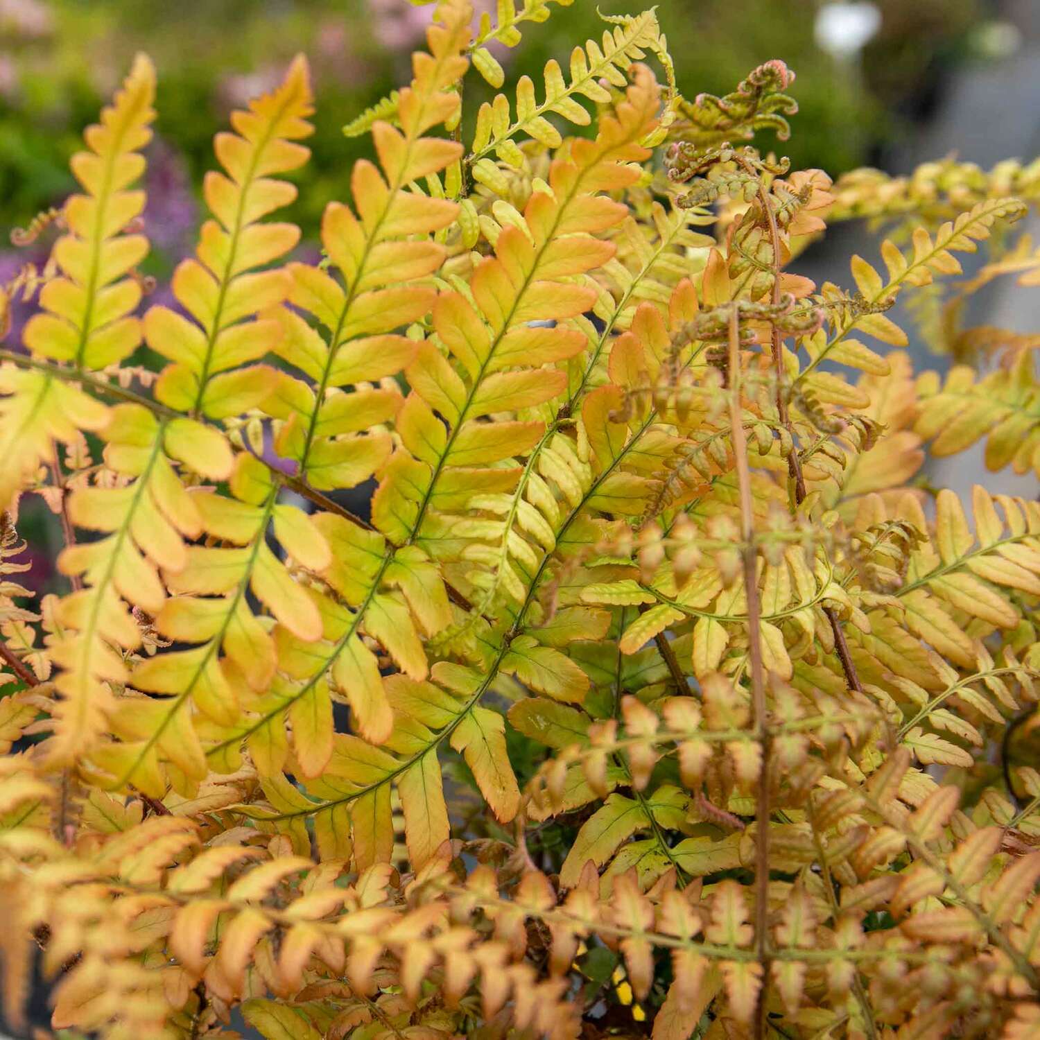 Marshalls Garden Japanese Shield Fern Dryopteris erythrosora, Hardy Shade-Loving Perennial 9cm Plant - Green / 1