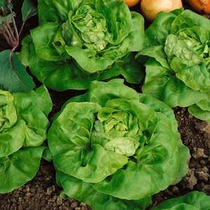 Marshalls Garden Lettuce Seeds Tom Thumb Butterhead - Fast-maturing Compact Variety