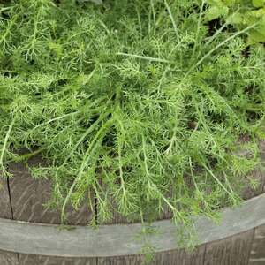 Marshalls Garden Chamomile 'Roman' (Matricaria chamomilla) - 9cm pot, tea chamomile perennial