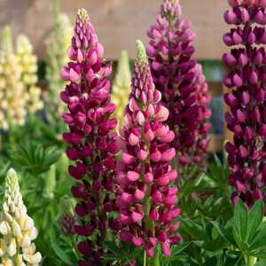 Marshalls Garden Lupin 'Legendary Red Shades'