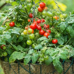 Marshalls Garden Cherry Bitonto F1 Compact Patio Cherry Tomato Seeds, 8 Seeds