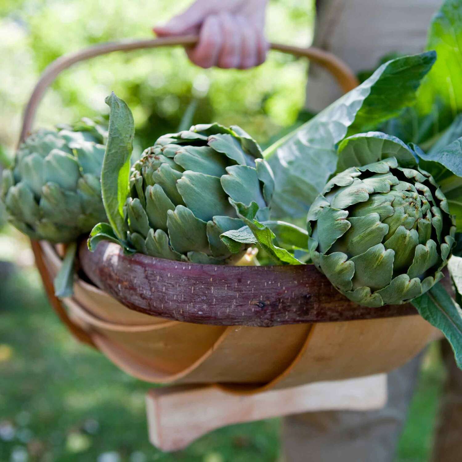 Marshalls Garden Green Globe Artichoke Seeds - Perennial, Hardy H4 - Green