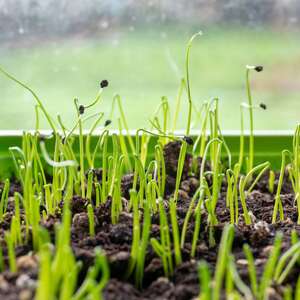 Marshalls Garden Musselburgh Leek Seeds, 1 g (approx 700 seeds)