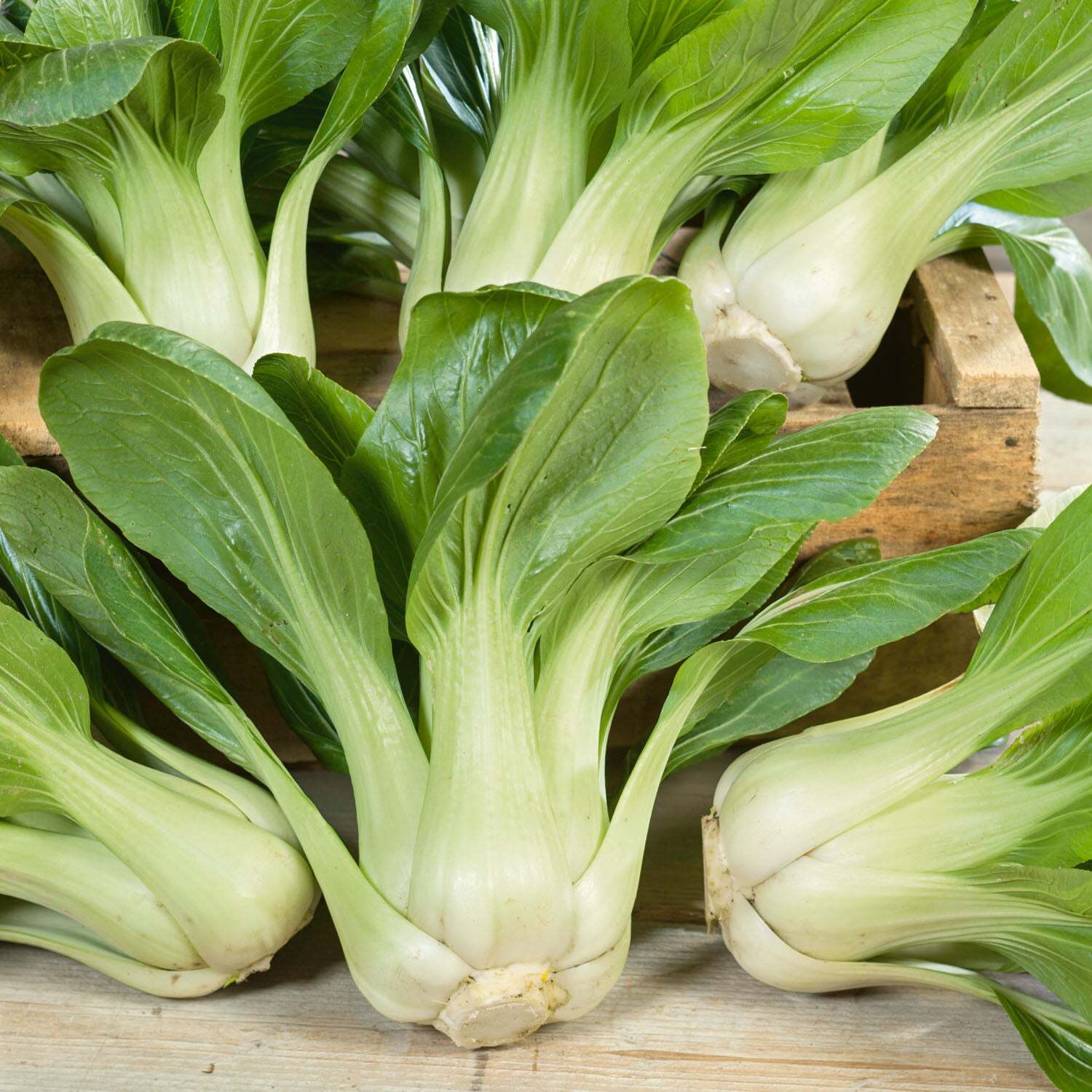 Unwins Pak Choi Seeds 'Canton White' - Brown