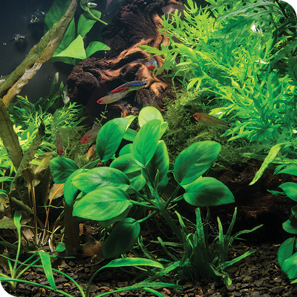 Aquarium Plants