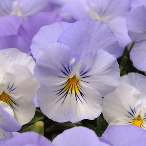 3 Pansy Cool Wave Frost Viola Wittrockiana Autumn Bedding 9cm
