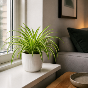Plants By Post Chlorophytum Spider Plant