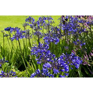 3 x Agapanthus Blue Plants African Blue Lily in 9cm Pots