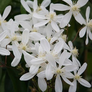 Clematis Armandi Snowdrift White Flowering Climbing Plant