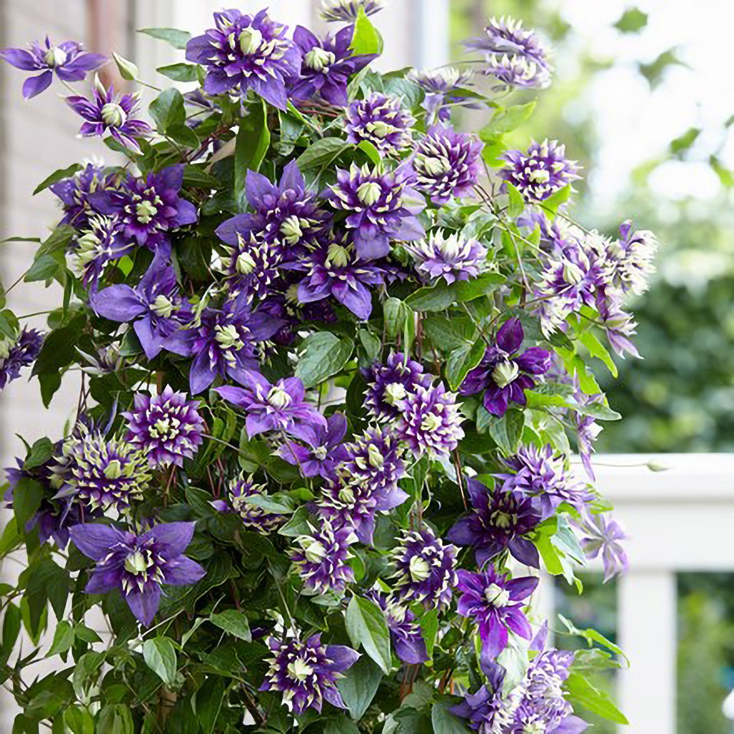 Clematis Taiga Purple Flowering Vine Climbing Plant