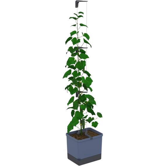 Curt Cucumber cucumber planter with water tank