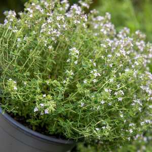 Marshalls Garden Common Thyme (Thymus vulgaris) - Hardy Perennial Groundcover